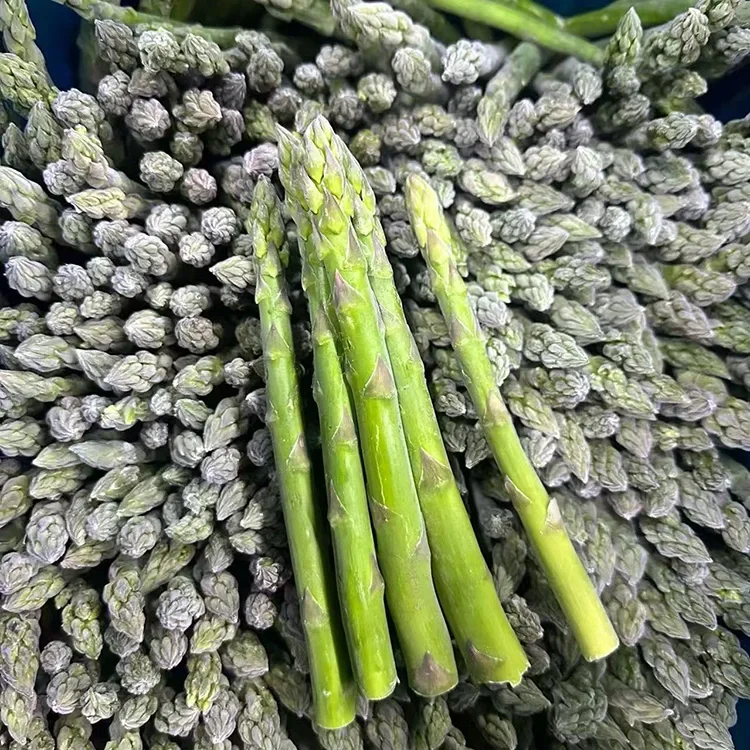 ਇਕਸਾਰ ਭੋਜਨ ਸੇਵਾ ਅਤੇ ਸਮੱਗਰੀ ਦੀ ਸਪਲਾਈ ਲਈ ਫ਼੍ਰੋਜ਼ਨ ਗ੍ਰੀਨ ਐਸਪੈਰਗਸ ਚੁਣਿਆ ਗਿਆ