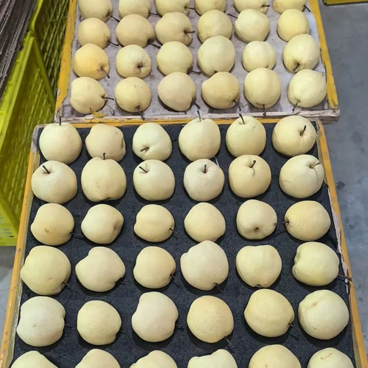 ਤਾਜ਼ੇ-ਚੁਣੇ ਗੋਂਗ ਪੀਅਰਸ
