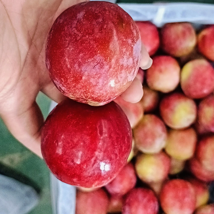 ਤਾਜ਼ਾ ਮਿੱਠਾ ਲਾਲ Meiyi Plum