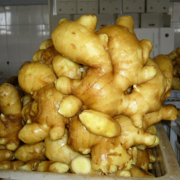 Spicy Fresh Aromatic Ginger