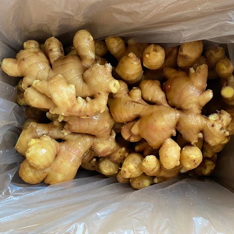 Spicy Fresh Aromatic Ginger