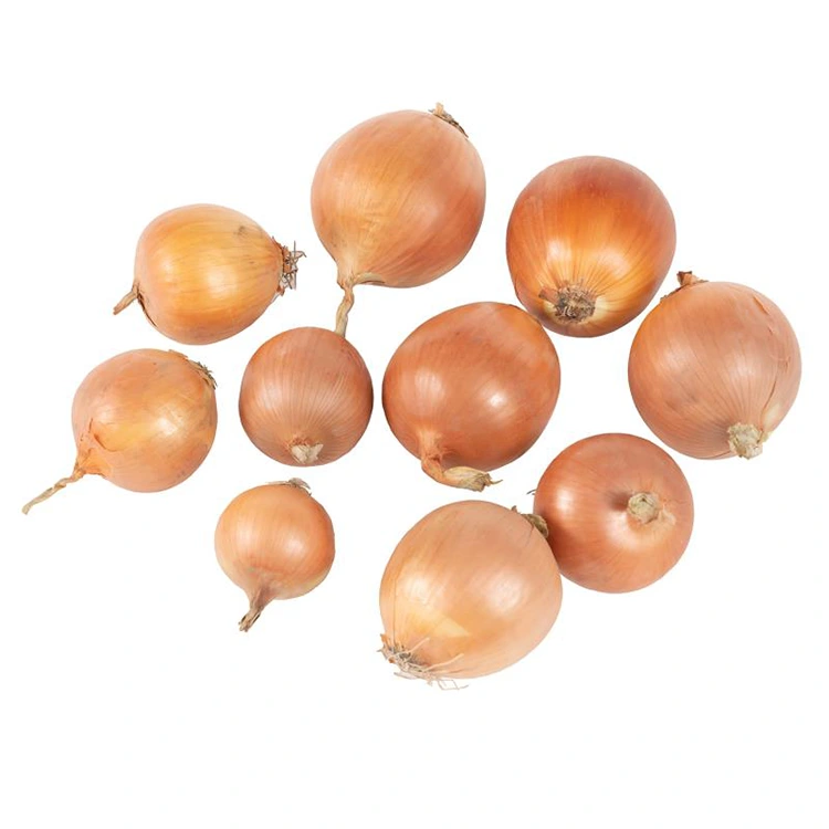 ਪ੍ਰੀਮੀਅਮ ਤਾਜ਼ੇ ਪੀਲੇ ਪਿਆਜ਼